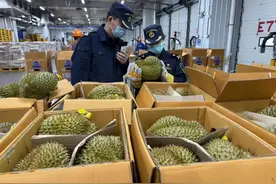 1600余吨榴莲，到了！挑榴莲，记住这3点图片