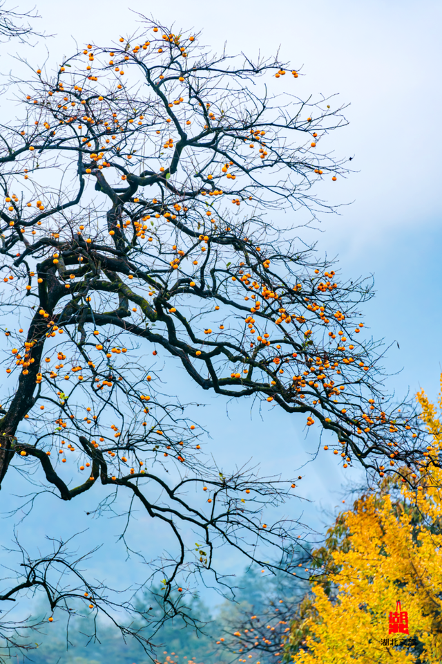 秋天来罗田，好“柿”正发生！