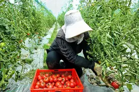 春果上市！草莓西红柿、七彩西红柿你吃过吗？图片