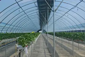 湟中区 “小草莓”也能变成“致富果”图片