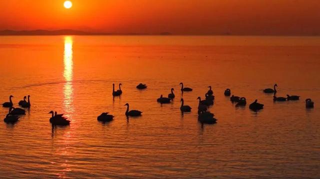 南海新区：碧海旭日天鹅舞