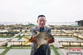 （乡村行·看振兴）福建东山：养好“黄金鱼” 共绘“鲳”盛景图片