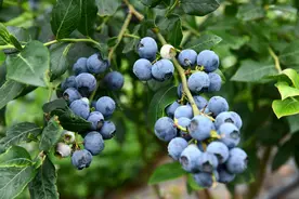 昭通鲁甸：高山蓝莓迎丰收图片