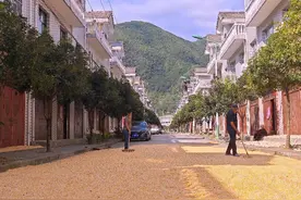 镇安县米粮镇：玉米丰收好时节 遍地金黄粮满仓图片