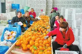 “迟到”的蒲江耙耙柑走俏市场图片