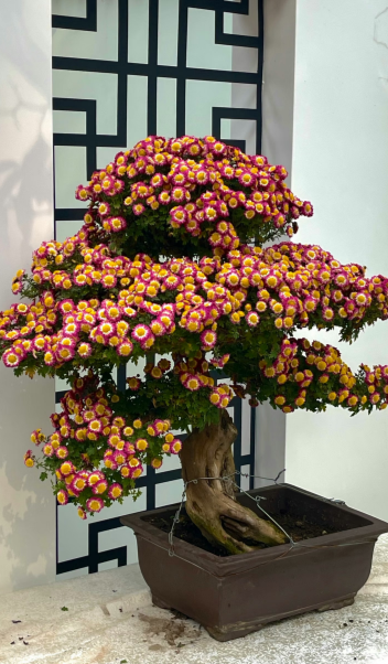 不用跑远门！郑州市区这个公园就能免费看菊花展→