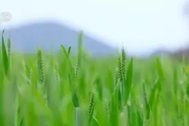 广西桂林：冬小麦进入抽穗期 加强科学管护图片