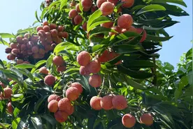 阳江：落实措施降低“小年”影响，“双肩玉荷包”荔枝收成有保障图片