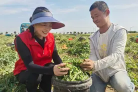 亳州市谯城区淝河镇：豌豆丰收民致富 乡村振兴好“钱”景图片