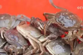 新疆一大批“沙漠螃蟹”上市 网友：新疆海鲜，简称“新鲜”图片