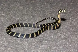 野性贵州 有问必答丨世界上最长的毒蛇，毒性大，不要惹……图片