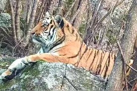 珲春两男子两天两次偶遇野生东北虎图片