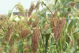 普定： 高粱“丰”景美 机械收割忙图片