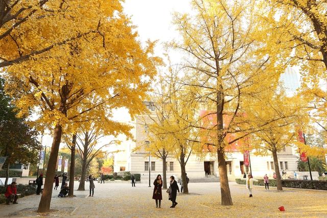 “落叶不扫”上海街头最美秋色中，藏着超大城市的气候解法