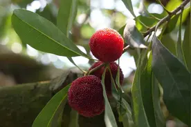 杨梅150元一斤？真的！青田双膜大棚杨梅少量上市，不少客户排队提货图片