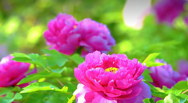 免费！邹城这里的牡丹开好了！