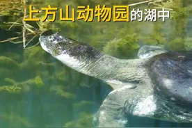 “世界上最孤独的动物”！全球唯二中国唯一斑鳖为雄性图片