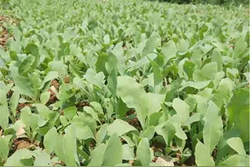 发展板蓝根种植产业，荆门市东宝区象河村走上特色致富路图片