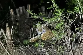 夜驾遇东北虎隔窗对视？延吉林业局：村里有牛被咬死图片