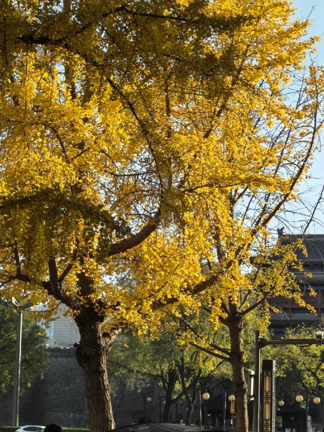 静候碑林“满眼金黄”！提前收藏这5个银杏打卡点，出片率100%