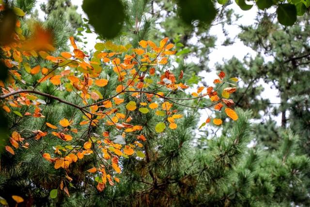 37处！“落叶缓扫”模式开启，快去打卡～