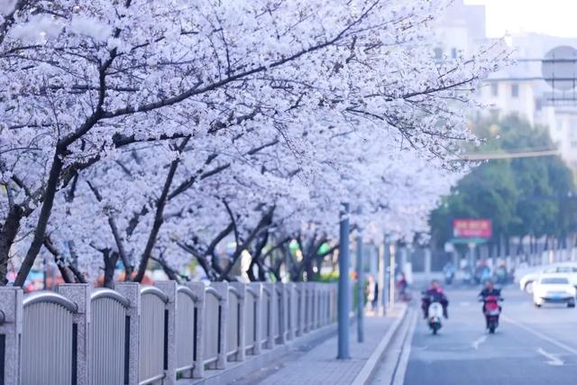 一不留神！湖州的樱花已经美成这样了