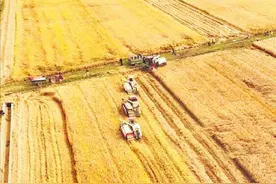 湖北襄州：造“粮”辰美景，赢万顷流“金”图片