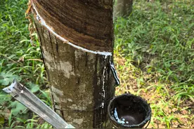 海南热带雨林国家公园设立3年：用创新思维解决“硬骨头”问题图片