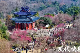 南京赏梅正当时，DeepSeek推荐多条路线带你领略“梅”好风光图片