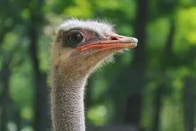 郑州高架上鸵鸟狂奔，最新：动物园已将其控制并带走图片