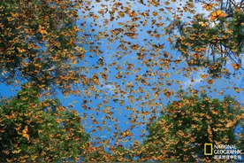 被压断腿后，棕熊妈妈只能沿路乞讨，他们拍下了今年最佳野生动物摄影图片