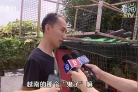 高价“斗鸡”不翼而飞 嫌疑人竟是同乡好友图片