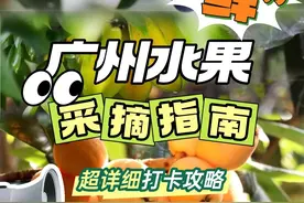 在广州实现“水果自由”，这份采摘攻略请收好​图片