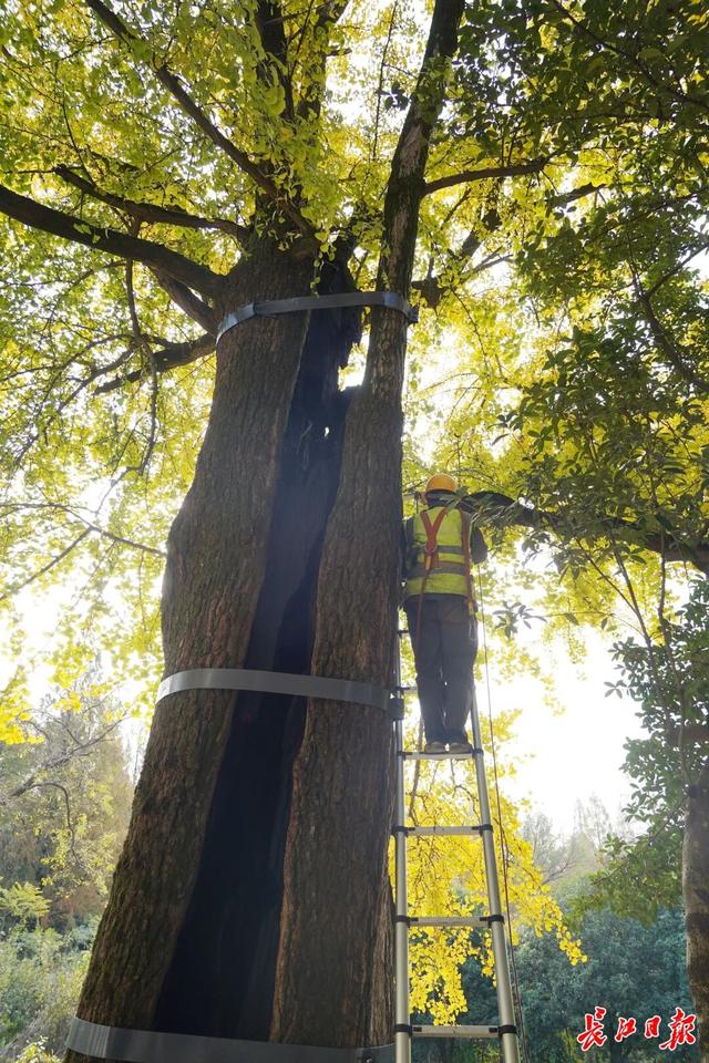 1300岁！武汉两株“银杏王”，金了