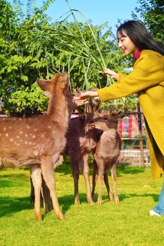 赏花撸萌宠、水果采摘、围炉煮茶……来珠海这里跨年，太精彩！