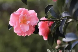 茶花煮粥益处多，清热美容还健胃图片