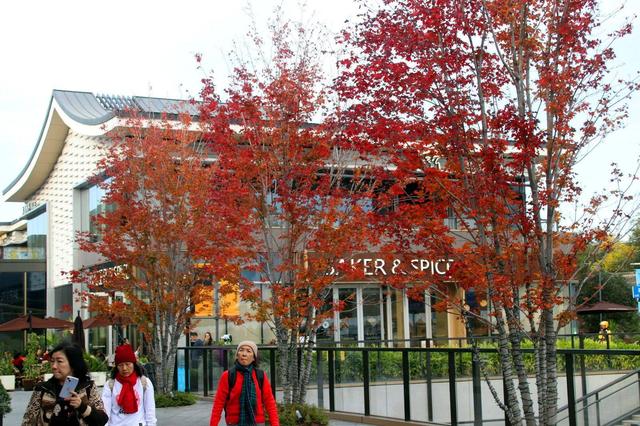 江苏苏州：初冬叶绯红，游客醉美景