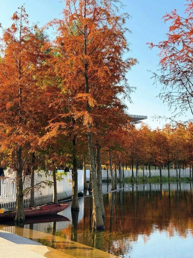 成都限定红！水杉最美季节上线，赶紧打卡