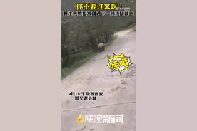 你不要过来呀！野生大熊猫被偶遇下一秒拔腿就跑图片