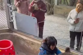 女饲养员与200斤棕熊“打架”引网友担心，当事人回应图片