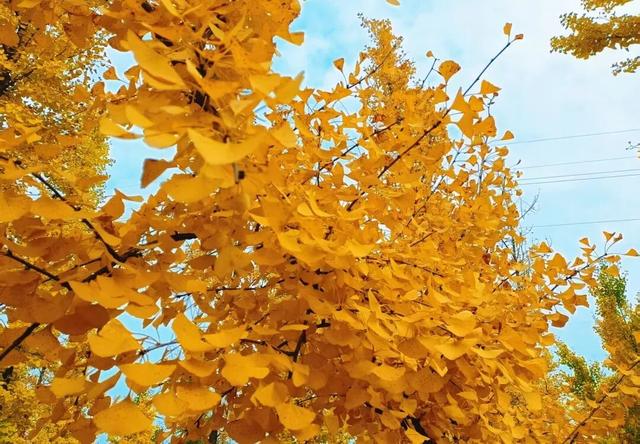 成安银杏正黄，邀卿与我共赴，不负今秋！错过再等一年！