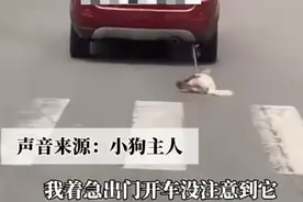 轿车用铁链拴狗一路拖行，女主人回应！网友炸了图片