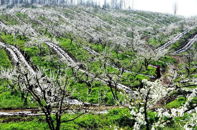 今天抓紧晒太阳、赏花！接下来，雨雨雨+大降温，襄阳天气又要变