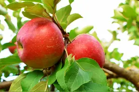 苹果树花谢后 怎样防控病虫害图片