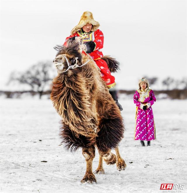 跟着网友游内蒙古丨雪线之上，生活如歌