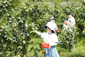 重庆市璧山区七塘镇四合村2000余亩樱桃等你来采摘图片