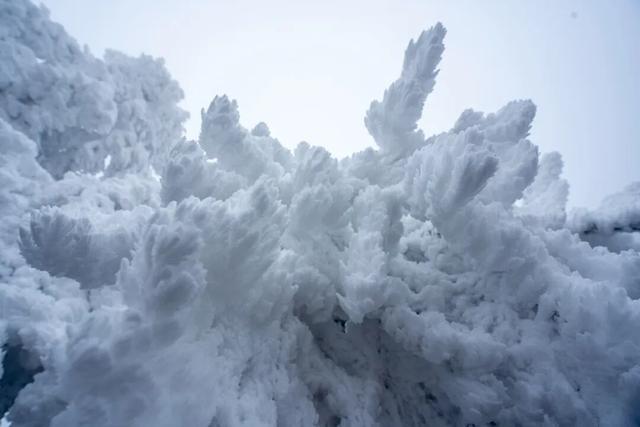 冬日限定！贵州的雾凇秘境藏不住了