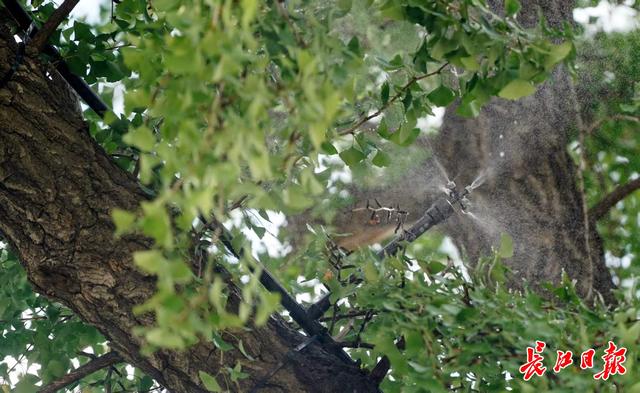 546岁汉阳树叶子全黄，进入最佳观赏期