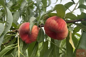 近千份种质资源，已实现四季生产！原来你是这样的川桃图片