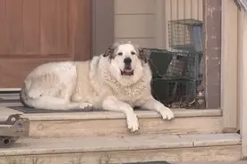 汪汪队立大功，牧场犬带领迷路的2岁幼童走出荒野图片